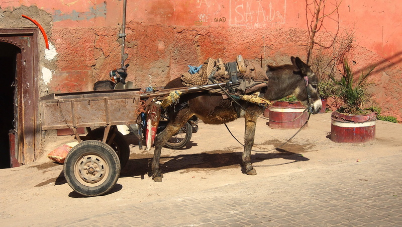 4K, world, donkey, animal, marrakech, morocco, wagon, brown