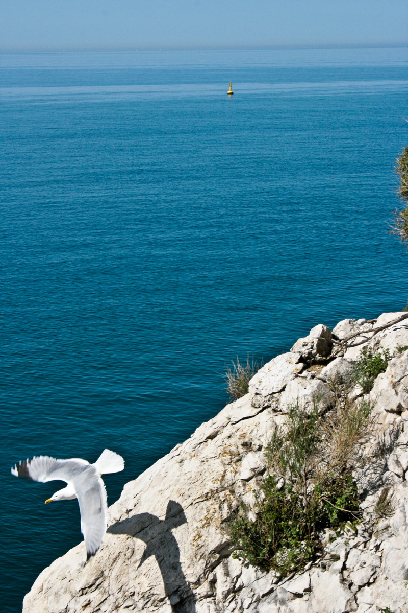 rock, summer, sea gull, bird, nature, tranquility, horizon, 4K, horizon over water, animal, solid, sun, rock - object, scenics - nature, sea, sunlight