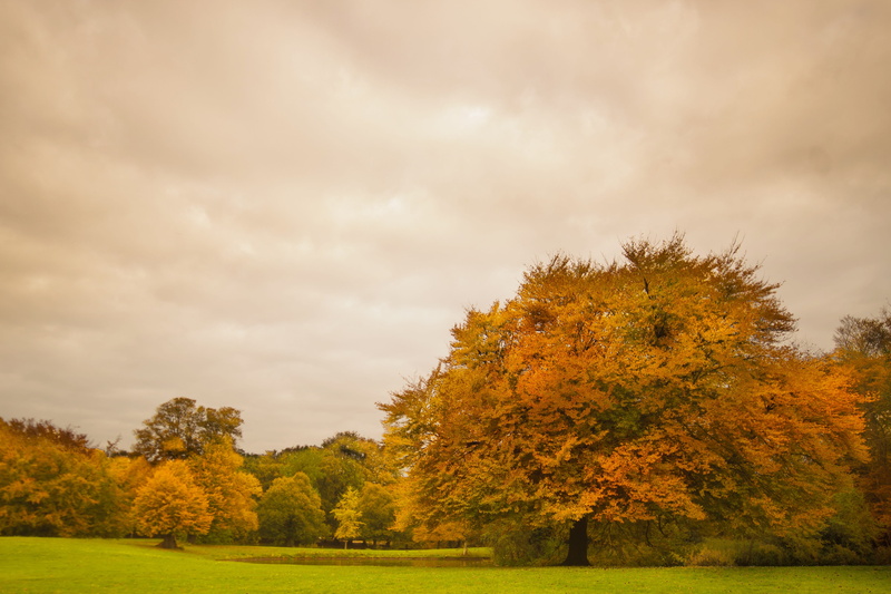 landscape, outdoor, park, Foliage, grass, outdoors, landscapes, white, bright, yellow, color Image, Fall, clouds, autumn, scenics, pine woodland, lawn