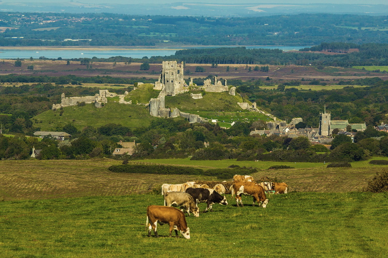livestock, land, domestic animals, cattle, eating, 5K, cow, mammal, animal, panorama, corfe castle, building exterior, animal themes, no people, outdoors