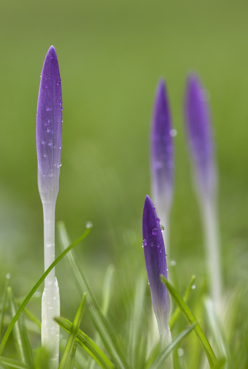 close-up, buds, colour, crocus, photo, green Color, springtime, selective, Dorset, flower, Challenge, selective focus, nature, Purple, bud, plant, more rain