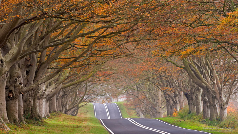 Fall, england, 2K, dorset, foliage
