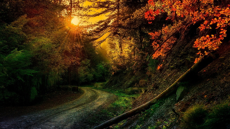 dirt road, beauty in nature, trees, change, 1080P, the way forward, transportation, tranquility, sun rays, outdoors, plants, path, no people, photography