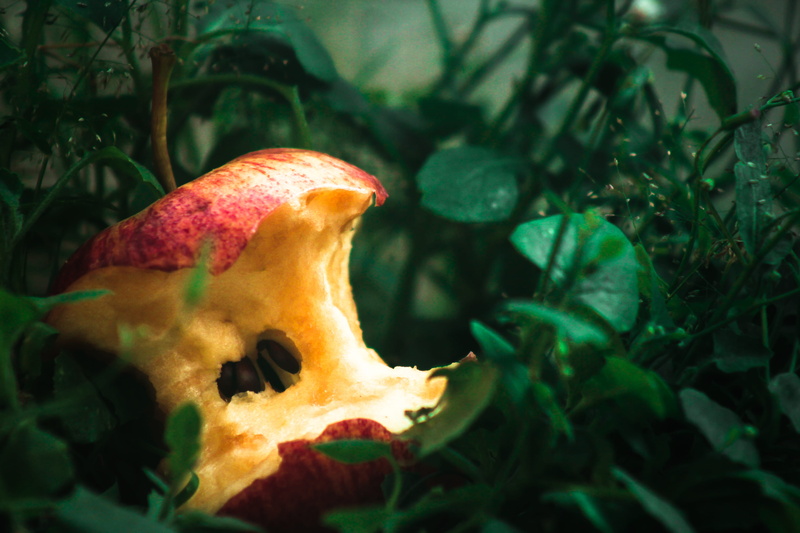 single object, tree, yogyakarta city, plant part, close-up, indonesia, 5K, photography, nature, day, apple, plant, selective focus, land, freshness, green color