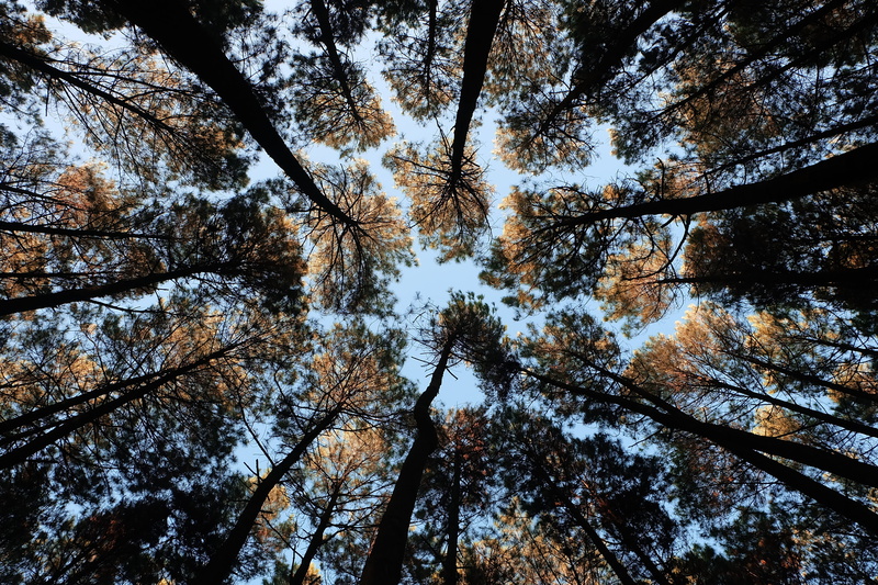 tranquility, day, pinu, low angle view, trees, tree, fujifil, beauty in nature, woodland, full frame, outdoors, bristant, 4K, bangkitristant, pinetree