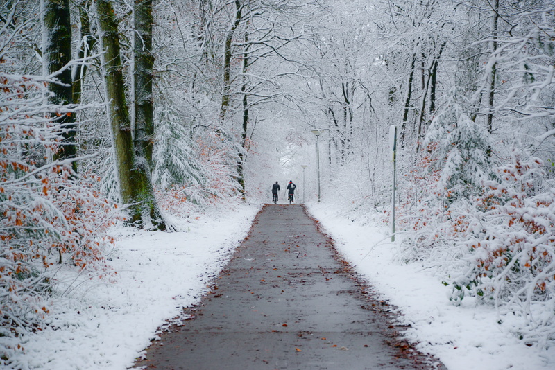 bike path, pathway, kids, forest, trees, day, real people, school, nature, person, cold temperature, outdoors, winter, footpath, road, plant, woodland