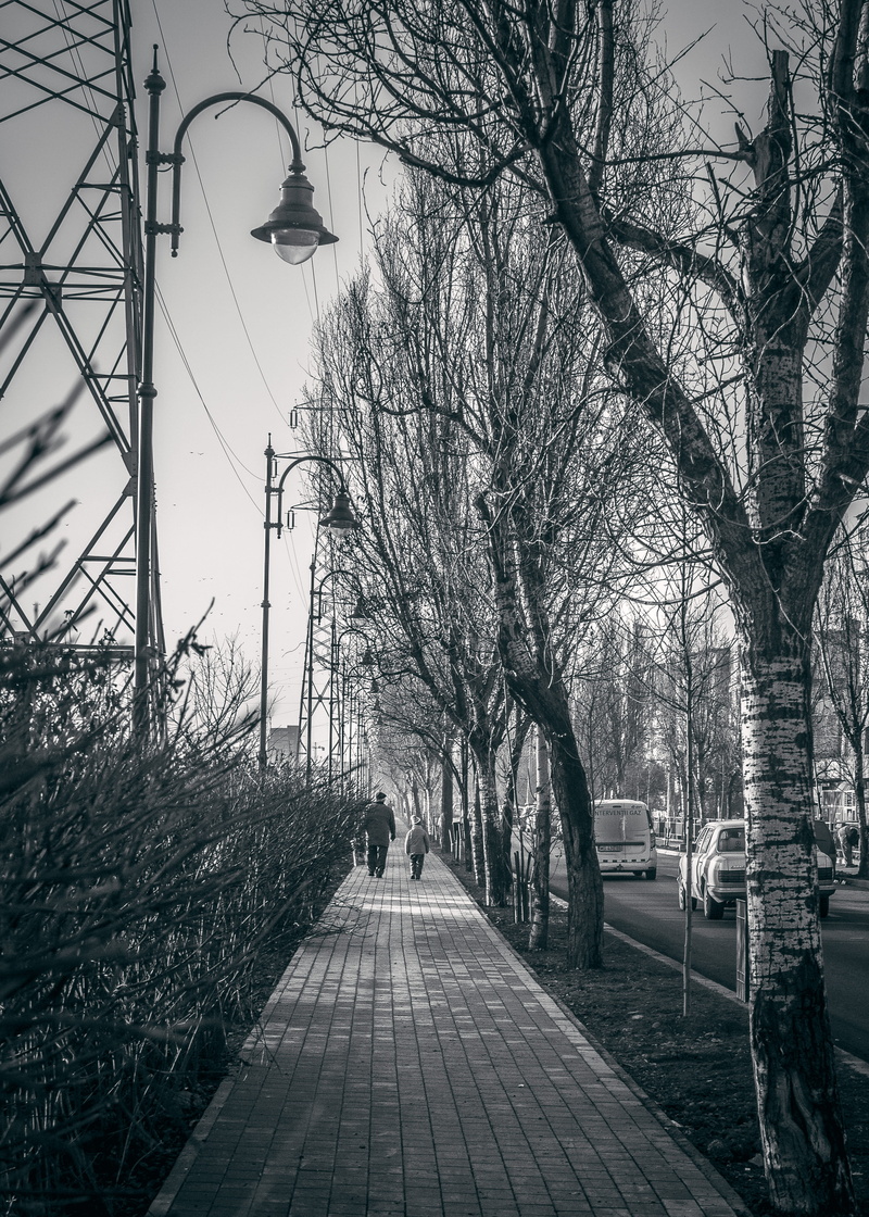 tree, street light, plant, trees, sidewalk, wood, day, street, street lamps, light, pavement, direction, city, snow, architecture, plants, black and-white