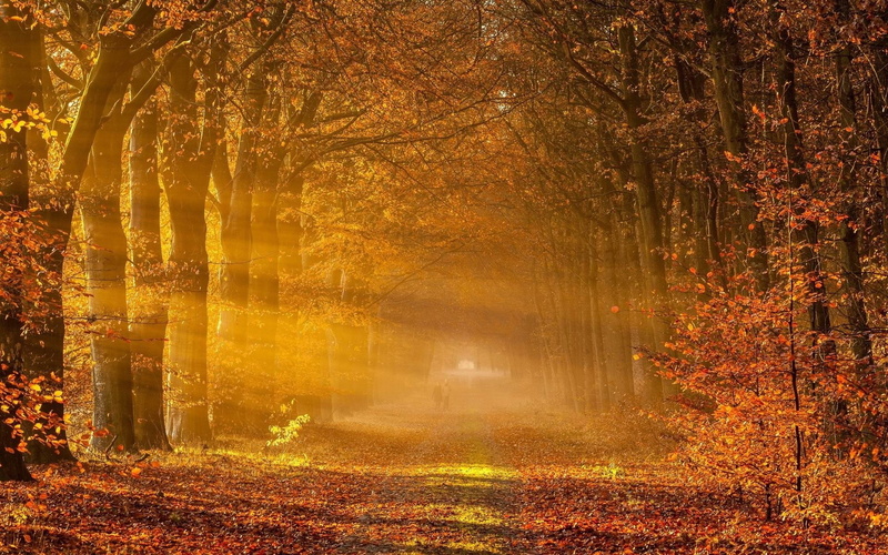 landscape, plant, orange color, tranquil scene, sunlight, hd, 1080P, scenics - nature, no people, nature, fog, autumn collection, fantastic