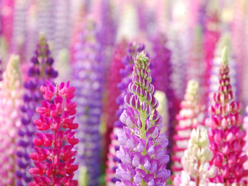 lupin, 2K, buds, flowers, purple, beautiful, look, flower, image, impressive, pink