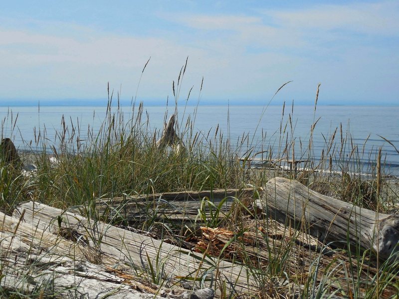 pacific northwest, grass, outdoors, land, whidbey island, 2K, serene, nature, ocean, view, timothy grass, isolated, deception pass, horizon, beach, state park