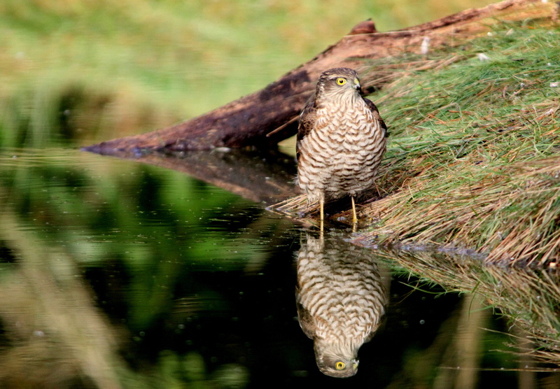 day, motion, sparrowhawk, mirror image, water, nature, no people, tree, focus on foreground, perching, vertebrate, animal, bird, close-up, animal wildlife