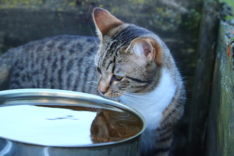 selective focus, domestic cat, drink, water, animal, kitten, no people, whisker, feline, food and drink, mackerel, close-up, tiger cat, animal head, drinking
