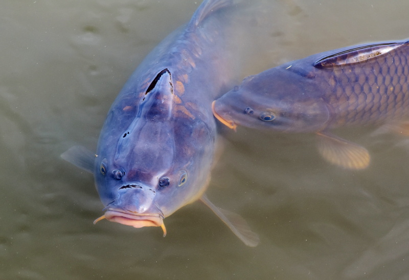 close-up, no people, gray, water, appear, scale, animal, fish pond, vertebrate, full length, animals in the wild, two animals, sea, animal wildlife, animal themes