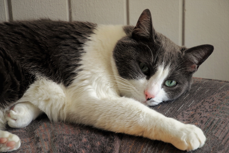 attention, domestic cat, appearance, looking at camera, no people, lying, portrait, couch, one animal, resting, cozy, mackerel, domestic, cat, feline, tired of