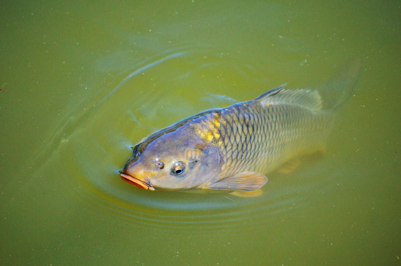 marine, pond, swimming, pollution, one animal, swim, day, creature, 5K, activity, animal themes, orange, fishing, underwater, water surface, outdoors