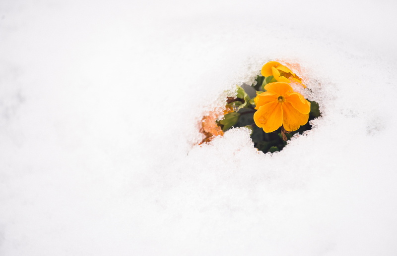 yellow, flower arrangement, break through, freshness, flower, flowering plant, vulnerability, no people, flower head, colour, daffodil, growth, plant, beauty in nature
