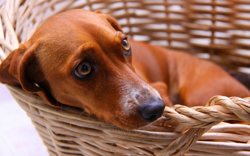 animals And Pets, domestic, portrait, basket, dog, brown, cute, animal body part, animal head, mammal, cart, fear, looking, purebred Dog, container, close-up