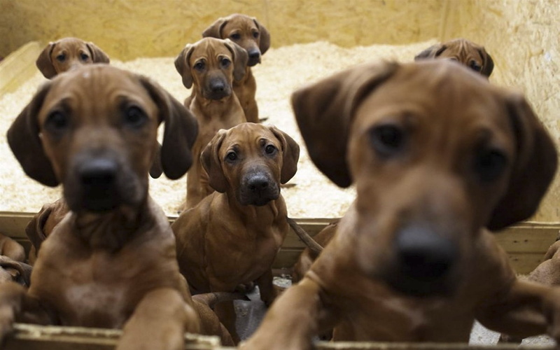 sitting, portrait, day, togetherness, purebred Dog, looking, puppy, canine, animal body part, mammal, domestic, group of animals, dog, animal, pets, fees