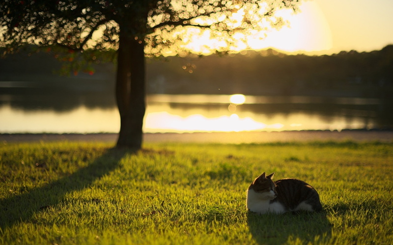 green, silhouette, hd, DAL, Nature, cat, grass, shadows, 2K, lump, ponds