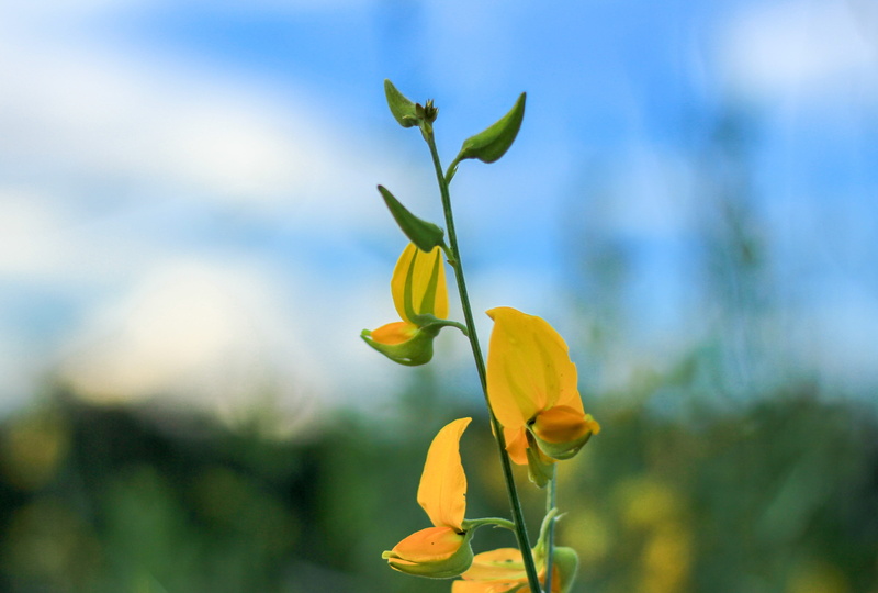 close-up, inflorescence, beauty in nature, vulnerability, nature, growth, day, petal, plant part, 4K, focus on foreground, leaf, fragility, outdoors, springtime