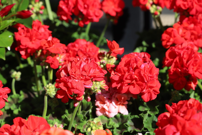 red, 5K, flower head, freshness, nature, day, live, plants, vibrating, flower, season, beautifully, flowering plant, color, fragility, growth, focus on foreground
