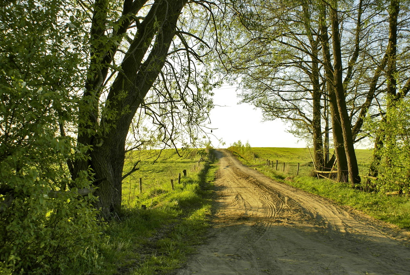 environment, nature, rural Scene, pulsze, outdoors, green, green color, way, tree, village, transportation, land, pathway, sandy road, diminishing perspective