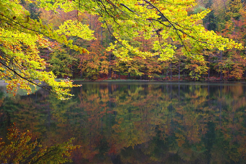 plant, the silence, beauty in nature, outdoors, scenics - nature, nature, lake, landscape reserve, no people, growth, forest, foliage, poland, 4K, autumn