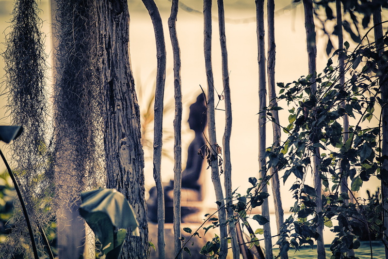 tree, buddhism, forest, garden, 5K, beauty in nature, tree trunk, mozambique, plant stem, outdoors, meditation, no people, statue, branch, close-up, growth
