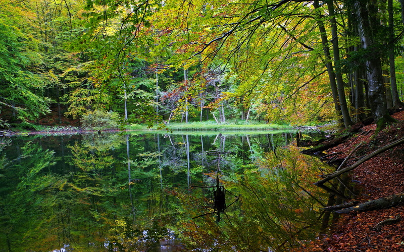 land, bieszczady, outdoors, flowing water, woodland, lake, change, the silence, tree, day, water, poland, tourism, landscape, beauty in nature, peace of mind