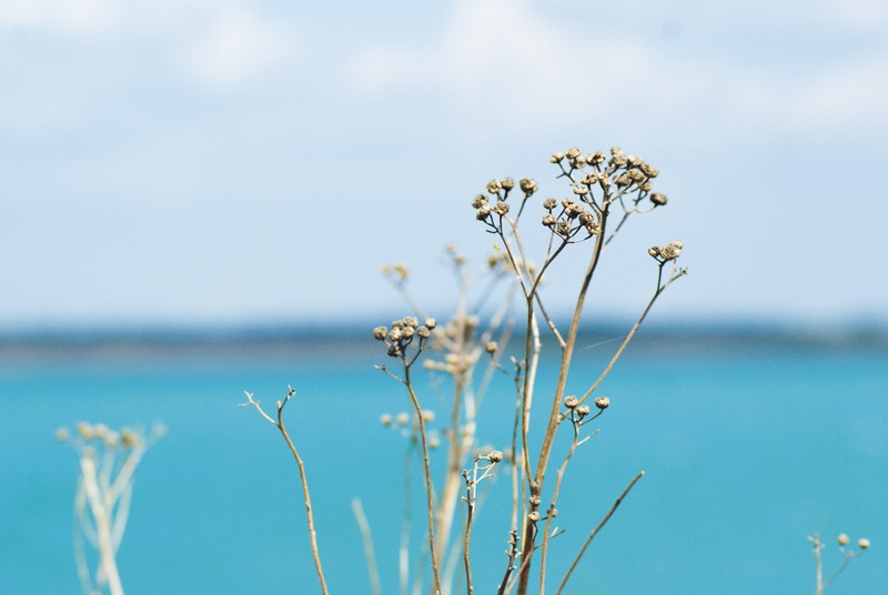 nature, gravel pit, Blue, fragility, beauty in nature, no people, white color, 4K, water, flowering plant, Lake, backgrounds, vulnerability, growth, close-up