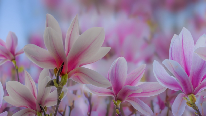 freshness, plant, phones, different, deciduous, flower head, chinese, selective focus, inflorescence, springtime, desktop, plants, shades, growth, 4K