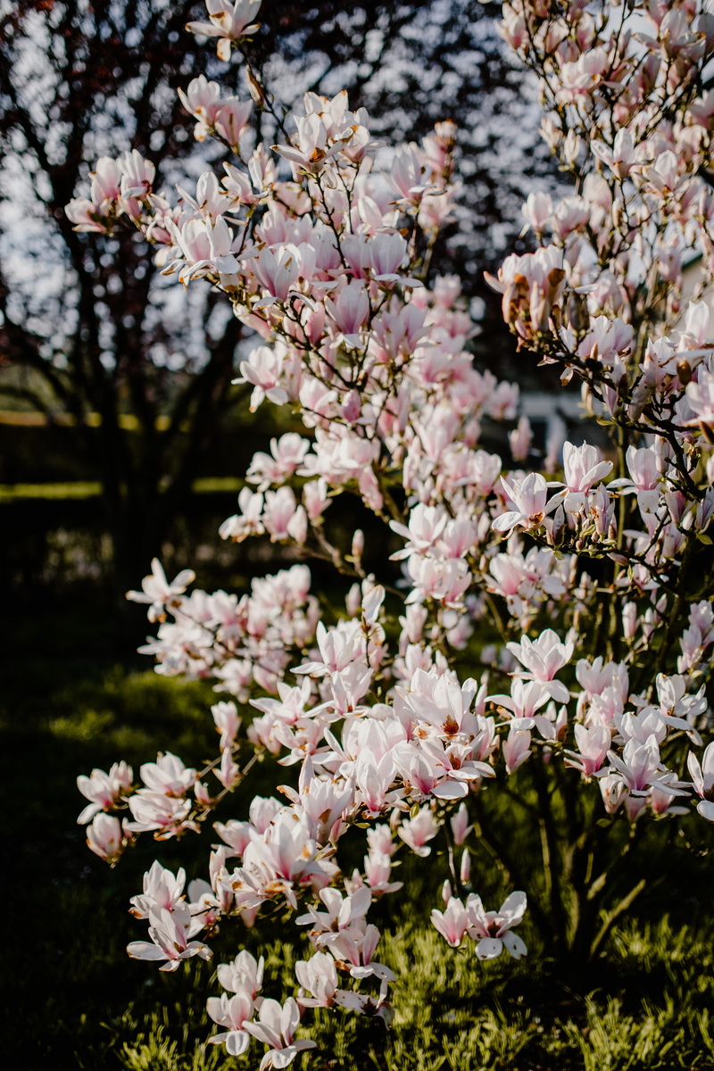 day, garden, april, nature, plant, close-up, branch, no people, bloom, petal, outdoors, springtime, cherry tree, freshness, magnolia, tree, fragility, lovely