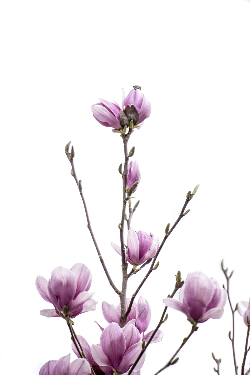 vulnerability, pink, inflorescence, freshness, petal, pink color, magnolia, studio shot, fragility, branch, close-up, tree, blossom, growth, buds, flowering plant