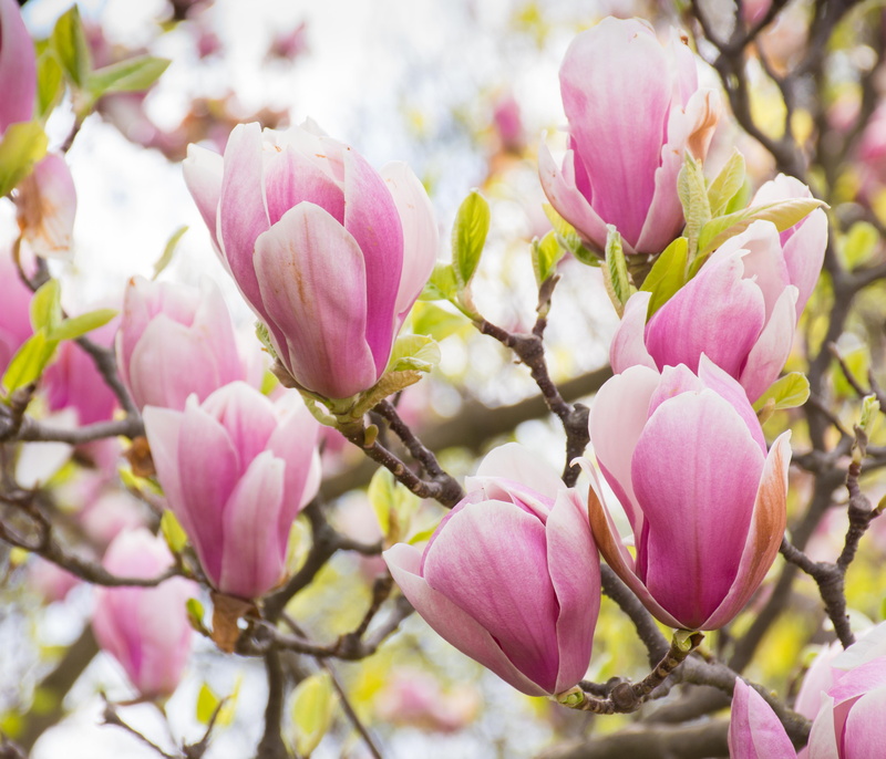magnolia tree, flower, petal, vulnerability, outdoors, white, flowers, springtime, nature, pink, magnoliengewaechs, blossom, bloom, growth, flowering plant