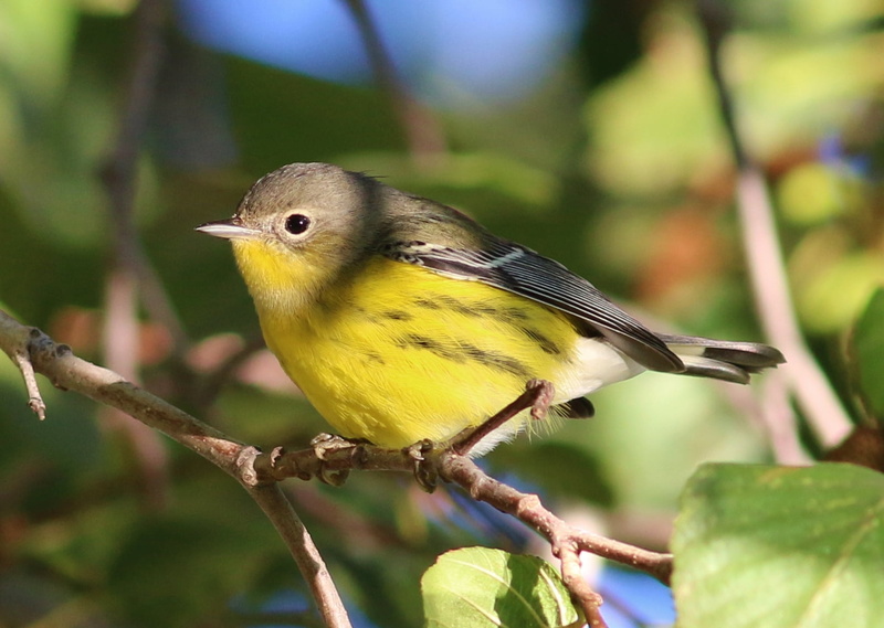 animal, beak, perched, branch, warbler, Magnolia Warbler, depth, yellow bird, bird, brown, field, Glen Helen, tree, yellow, shallow, Setophaga magnolia