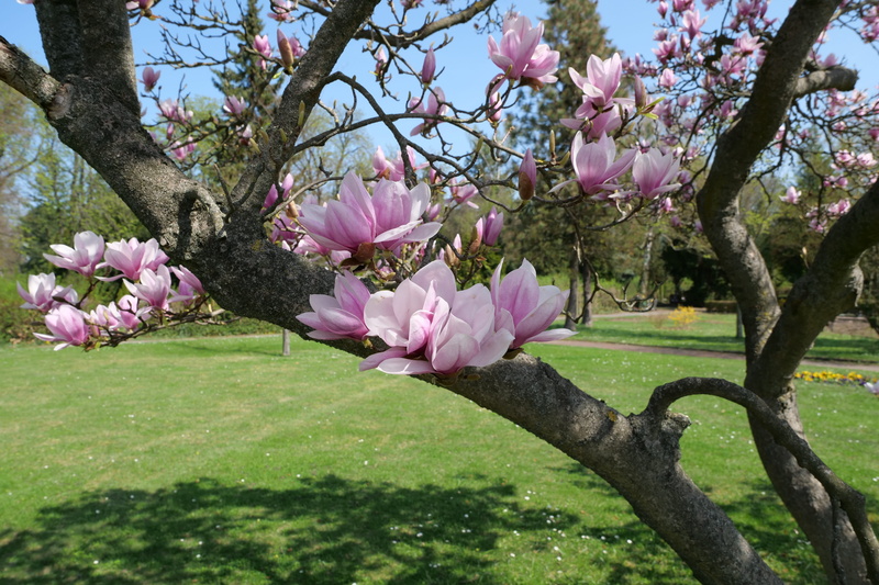 magnolieacease, branch, magnoliengewaechs, magnolia tree, fragility, cherry tree, magnolia soulangiana, pink color, petal, flower, yulan magnolia, no people
