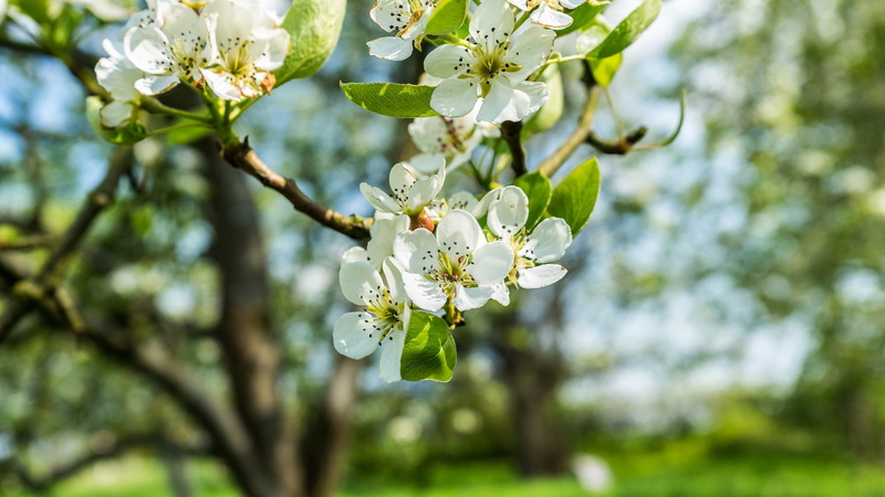 freshness, park, lemon, flower head, beauty in nature, flowering plant, close-up, focus on foreground, plant, leaves, magnolia, flower, nature, branch