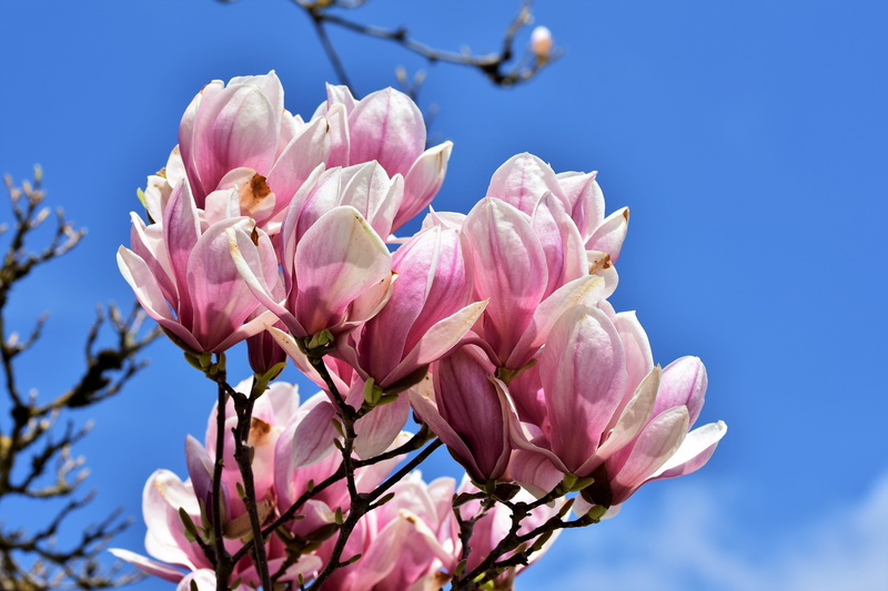 pink color, flower, growth, flowering plant, frühlingsblüher, pink, day, magnolia, fragility, low angle view, vulnerability, magnolia blossom, sky, close-up