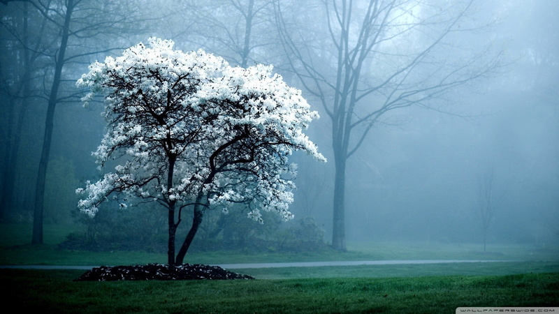 art, nature, white, hd, magnolia, Trees, 1080P, x
