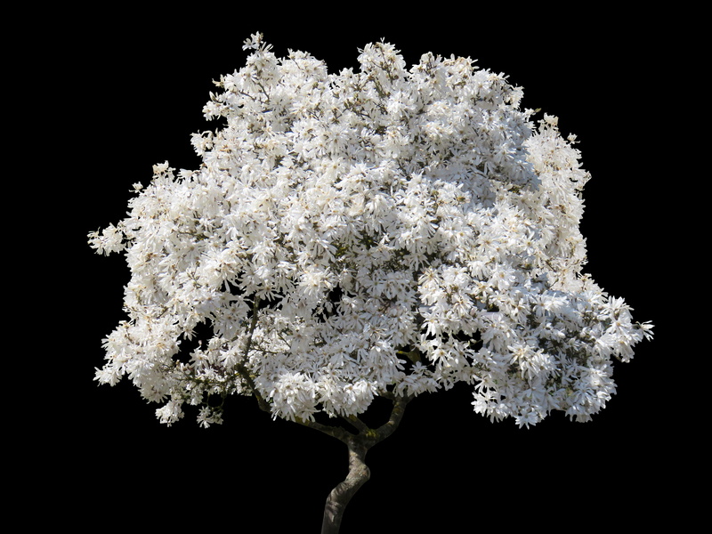tree, close-up, spring, clouds, fragility, freshness, white magnolia, 5K, blossom, flower, sky, plant, blossoming, nature, white color, outdoors, black background
