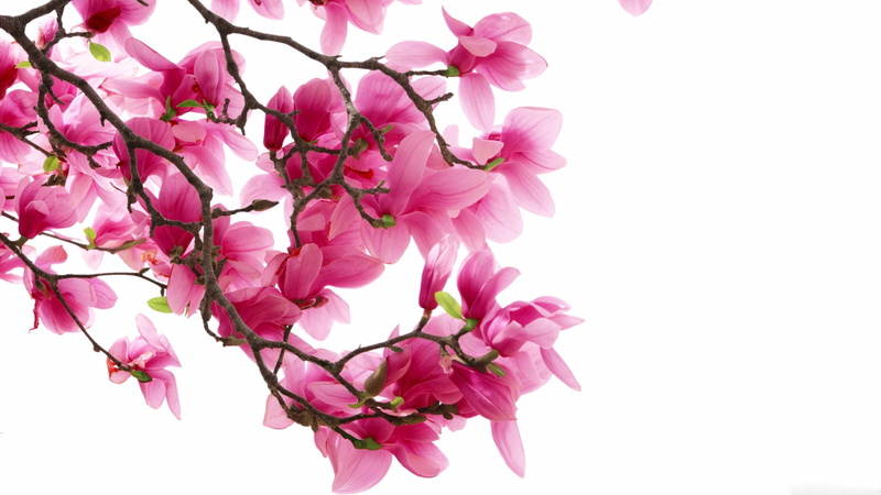 purple, branch, pink color, flower, blossom, blooming, petal, white background, flowering plant, flower head, growth, beauty in nature, freshness, fragility