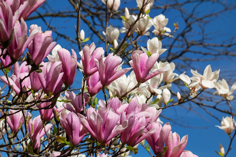 blue, harmony, magnolia tree, low angle view, frühlingsblüher, flower head, close-up, no people, mood, spring, petal, vulnerability, pink flower, spring flowers