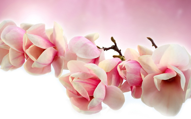 Trees, 1080P, Branch, Magnolia, Earth, Blossom, Pink Flower