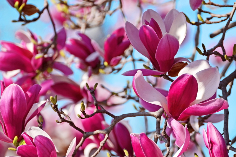 branches, tree, 1080P, Magnolia