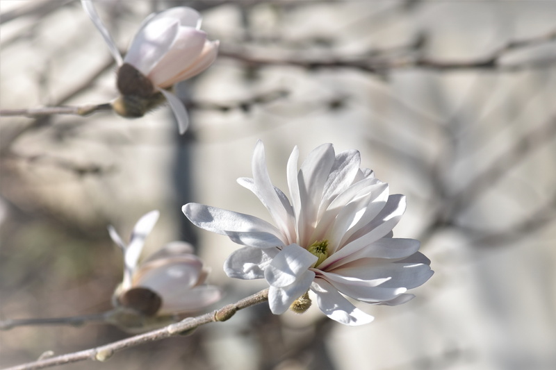 growth, leaf, close-up, vulnerability, freshness, white, fragility, pollen, beauty In Nature, selective focus, no people, cherry blossom, branch, pink Color