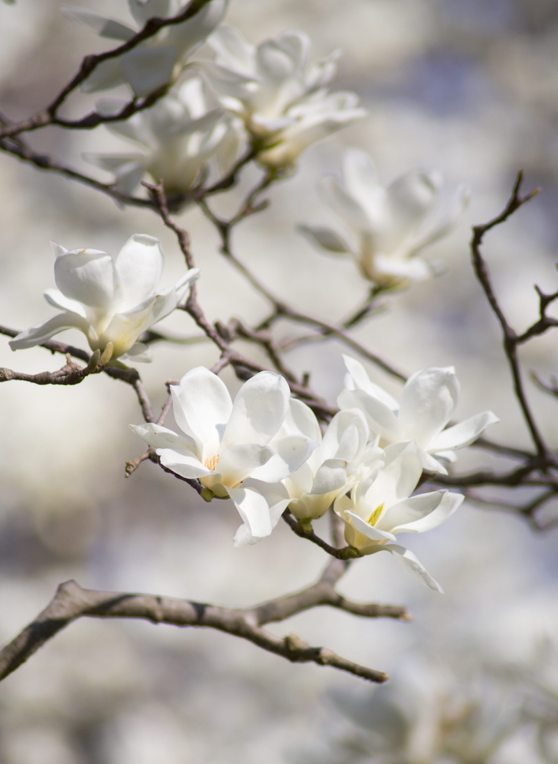 delicate, blossom, no people, growth, freshness, beauty in nature, outdoors, blooming, cherry blossom, close-up, plant, branch, magnolia, beautiful flowers