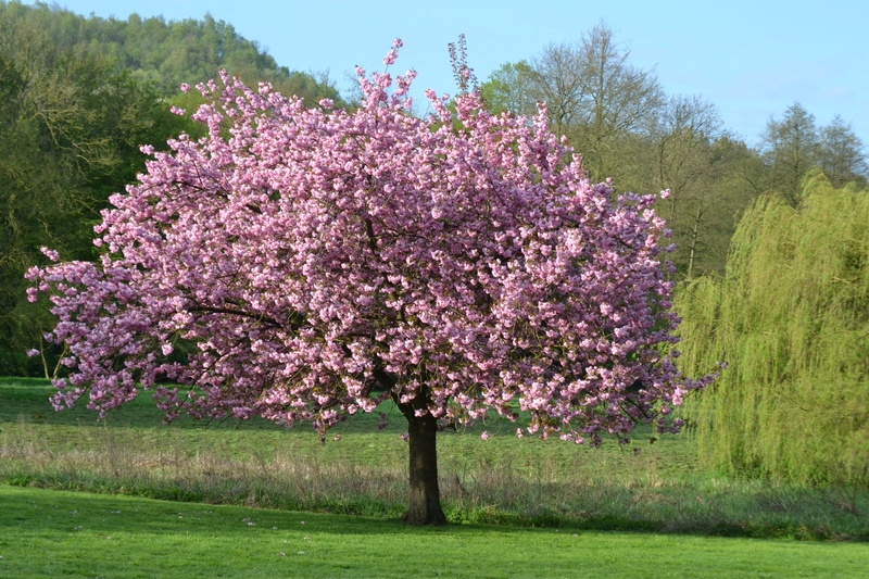 outdoors, freshness, fragility, tranquil scene, vulnerability, no people, tree, painting, cherry tree, growth, nature, field, flowers, botany, springtime