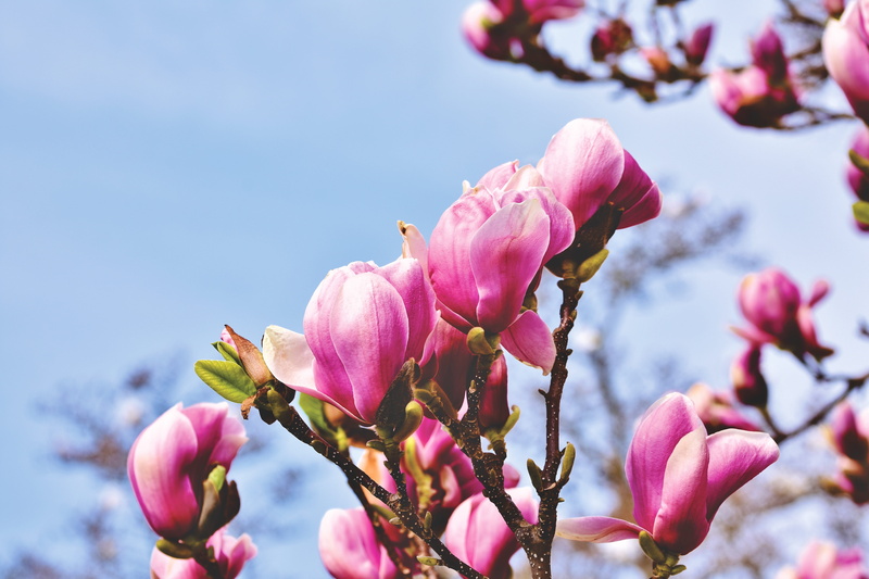 pink, frühlingsblüher, blossom, freshness, springtime, plum blossom, fragility, bloom, 5K, no people, vulnerability, plant, bud, focus on foreground, cherry tree