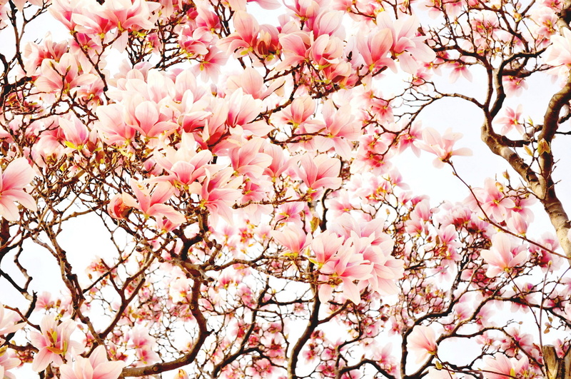 flowering plant, low angle view, close-up, Magnolia, plant, no people, cherry, fragility, nature, blossom, outdoors, cherry tree, trees, cherry blossom