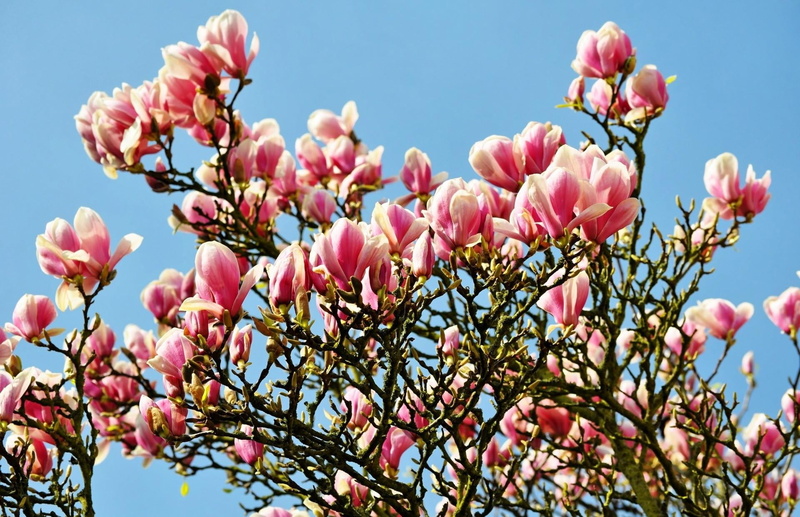 flowering plant, flowering, petal, branch, tree, springtime, sky, magnolia, backgrounds, summer, flower Head, fragility, blue, twigs, multi Colored, botany